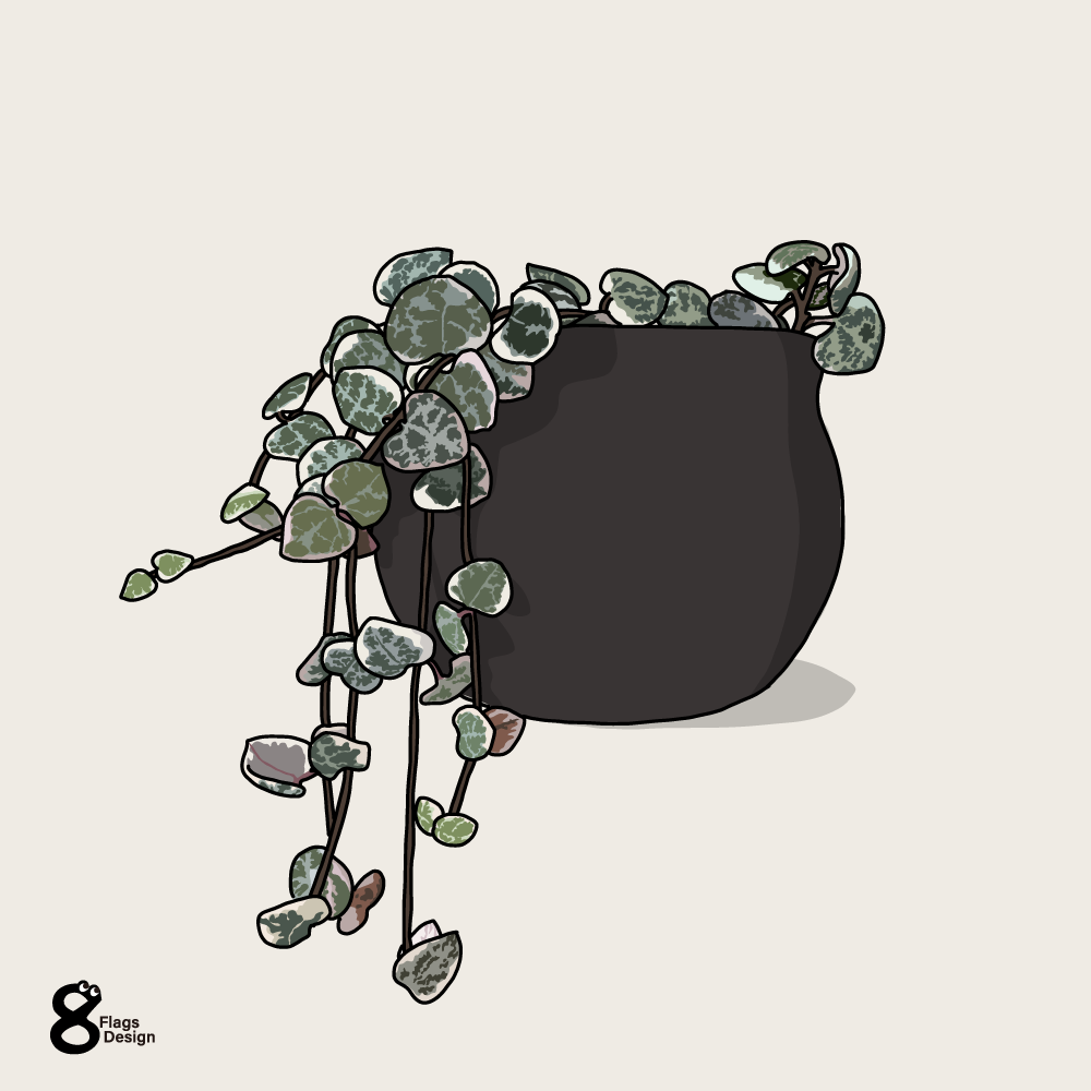 ハートカズラ（観葉植物）のキャッチ画像