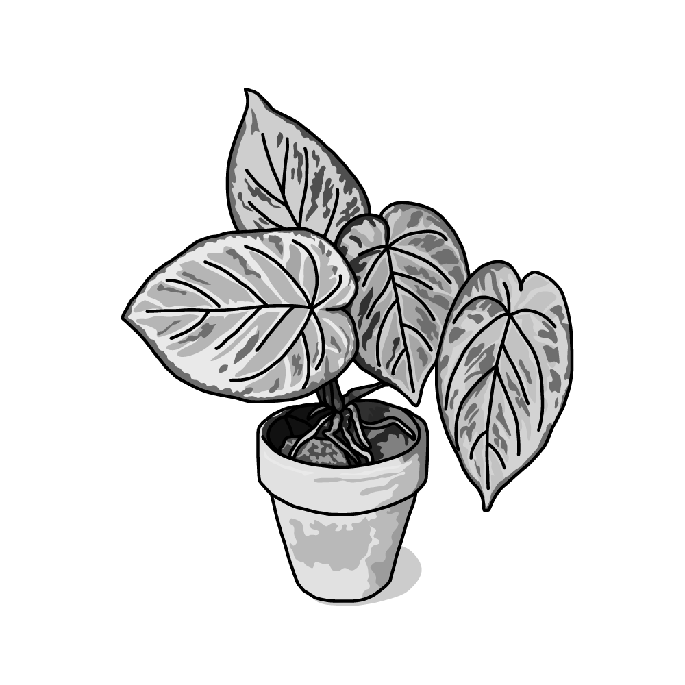 無料 商用利用okのベクター素材 モンステラ カルステニアナ 観葉植物 のイラスト ベクターシェルフ