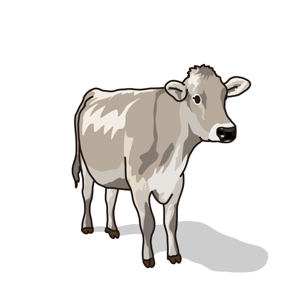無料 商用利用okのベクター素材 ジャージー牛のイラスト ベクターシェルフ