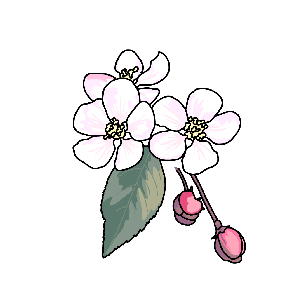 無料 商用利用okのベクター素材 桜のイラスト ベクターシェルフ
