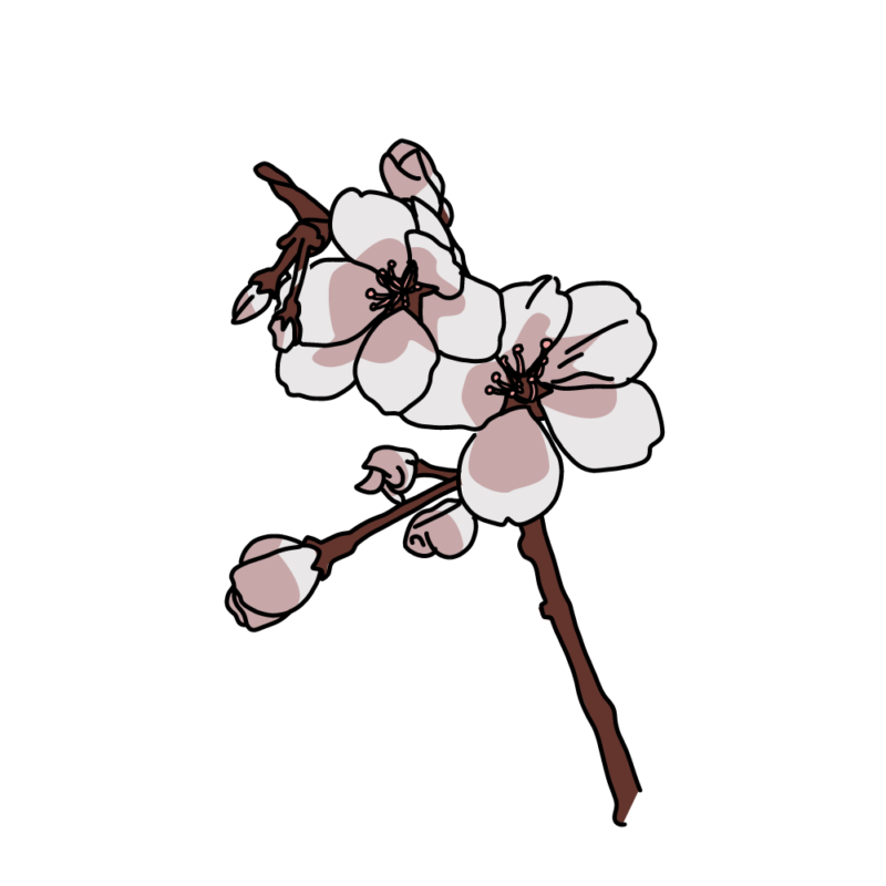 桜の小枝シック