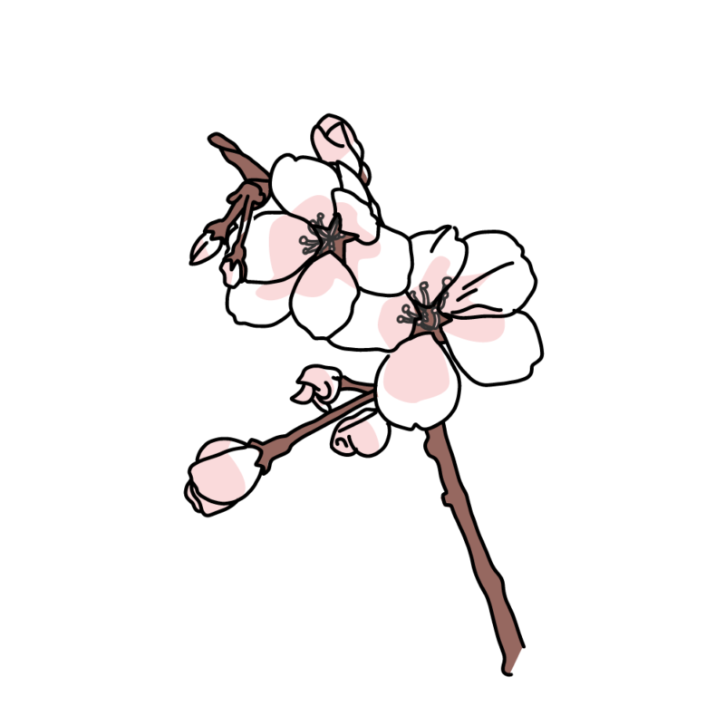 桜の小枝ピンク