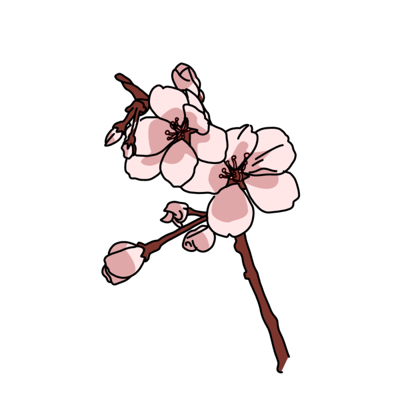 桜の小枝濃い桃