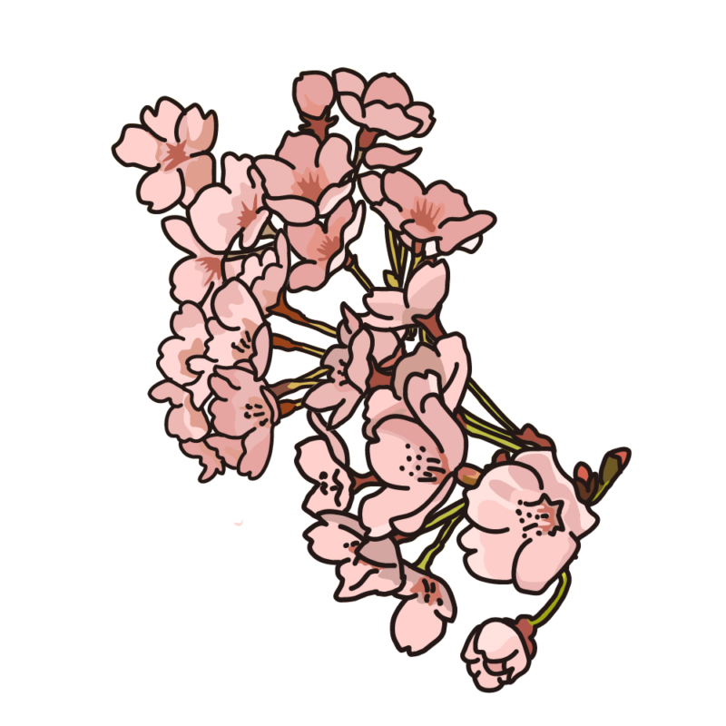 桜の花01