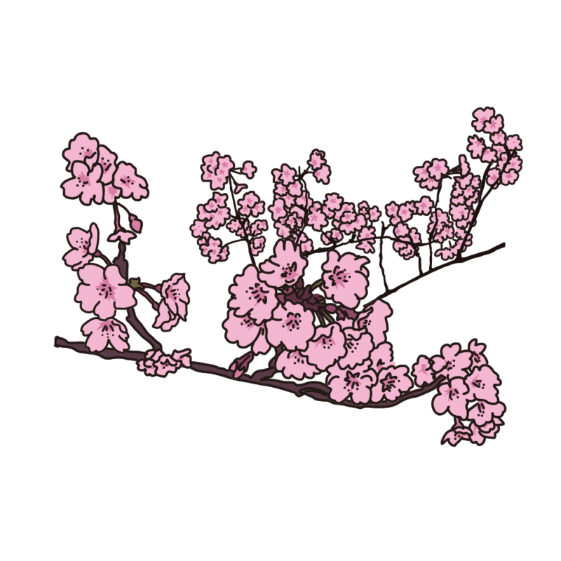 桜の枝07