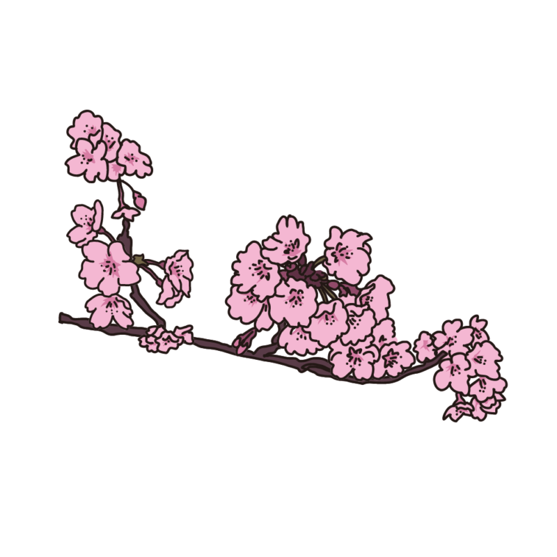 桜の枝08